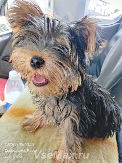 Щенок Йорка 9 мес. Пермский край, Пермский район, Скобелевка